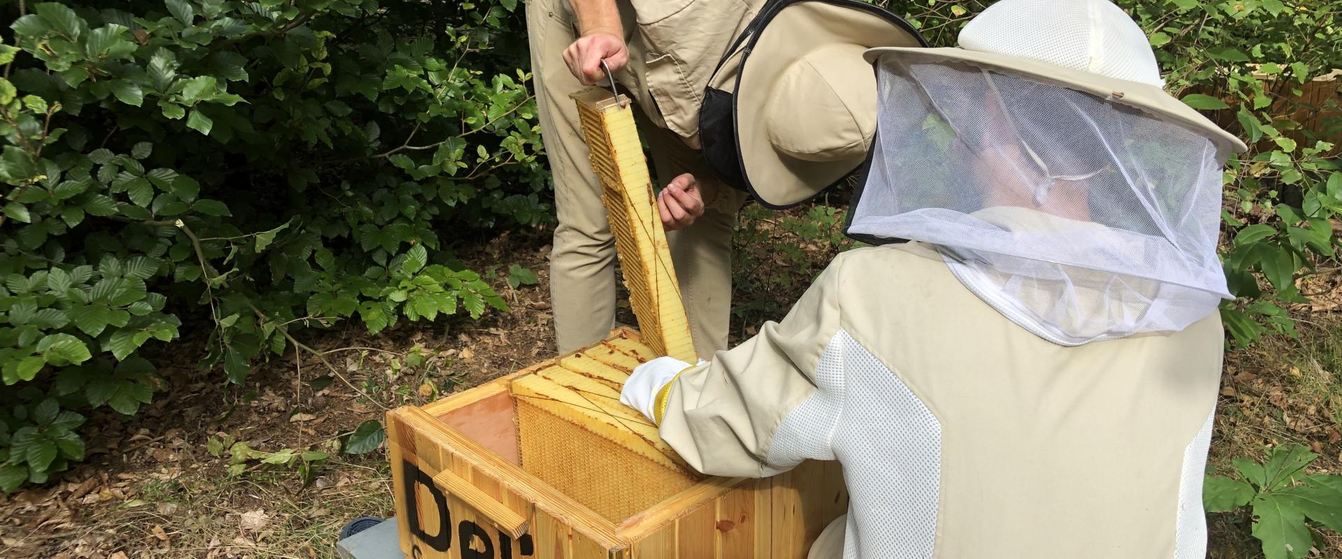 Delia Cosmetics buduje ul w wyjątkowym projekcie Inteligent Hives